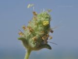 Plantago arenaria