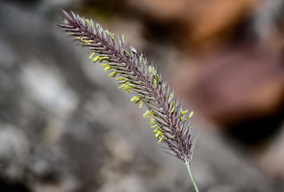 Image of Hordeum nevskianum specimen.