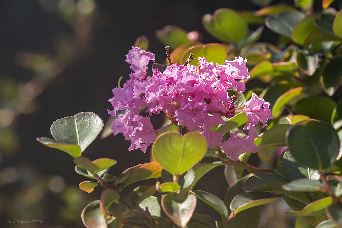 Image of genus Lagerstroemia specimen.