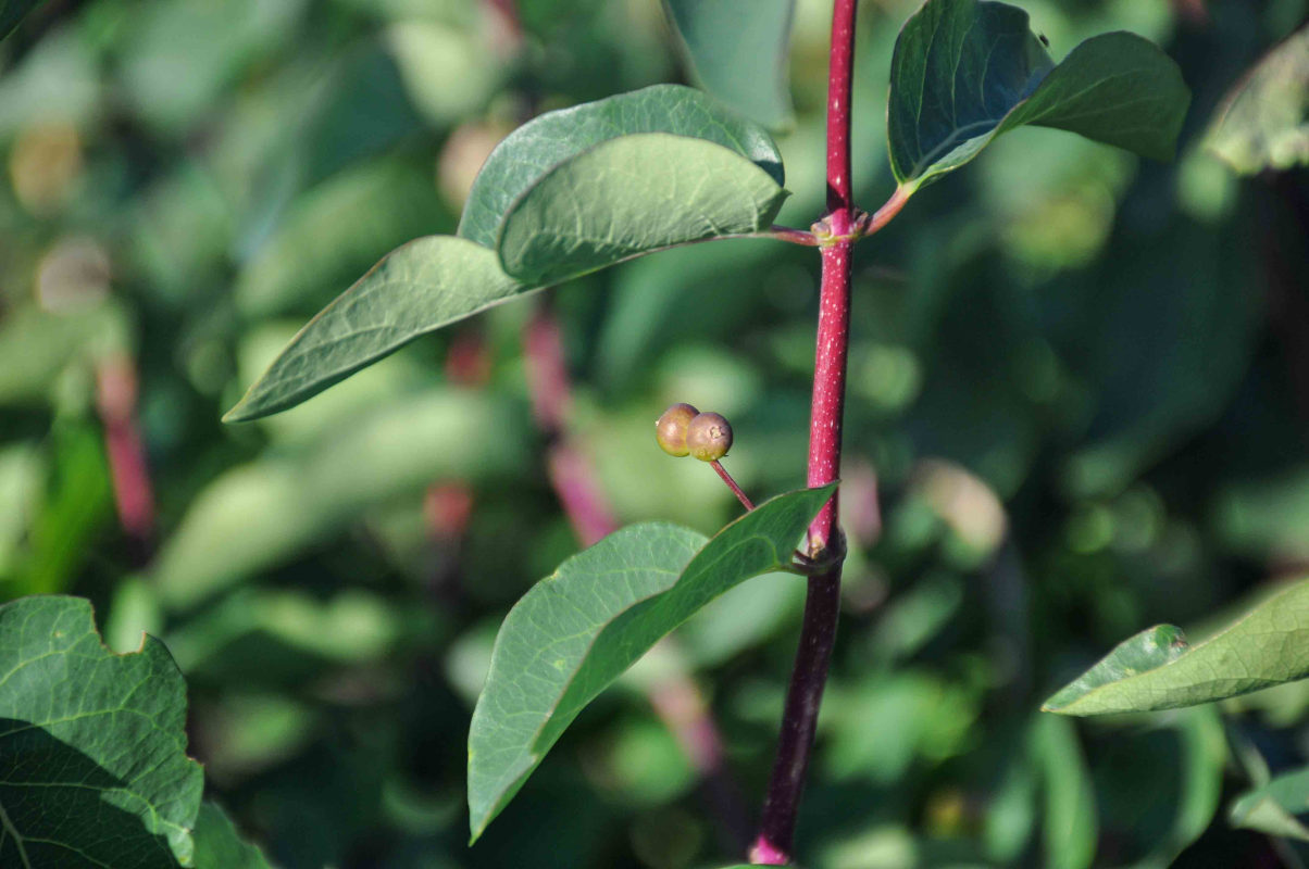 Image of Lonicera tatarica specimen.