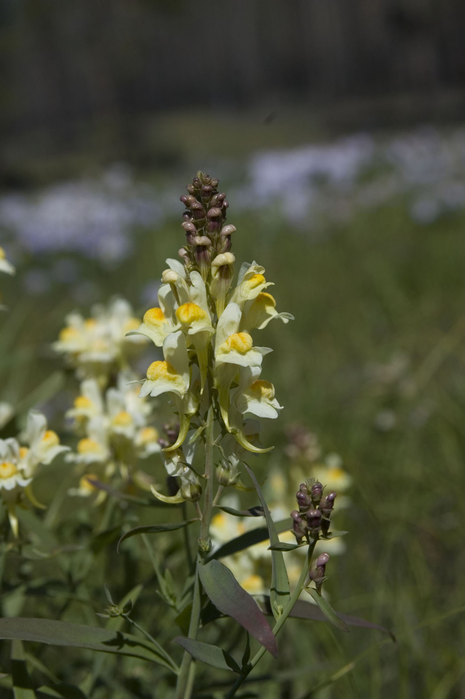 Изображение особи Linaria melampyroides.