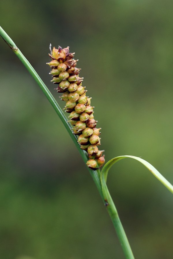 Изображение особи Carex rotundata.