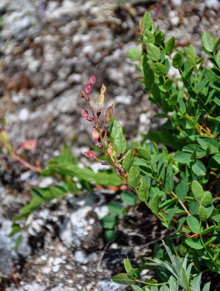 Изображение особи Hedysarum branthii.