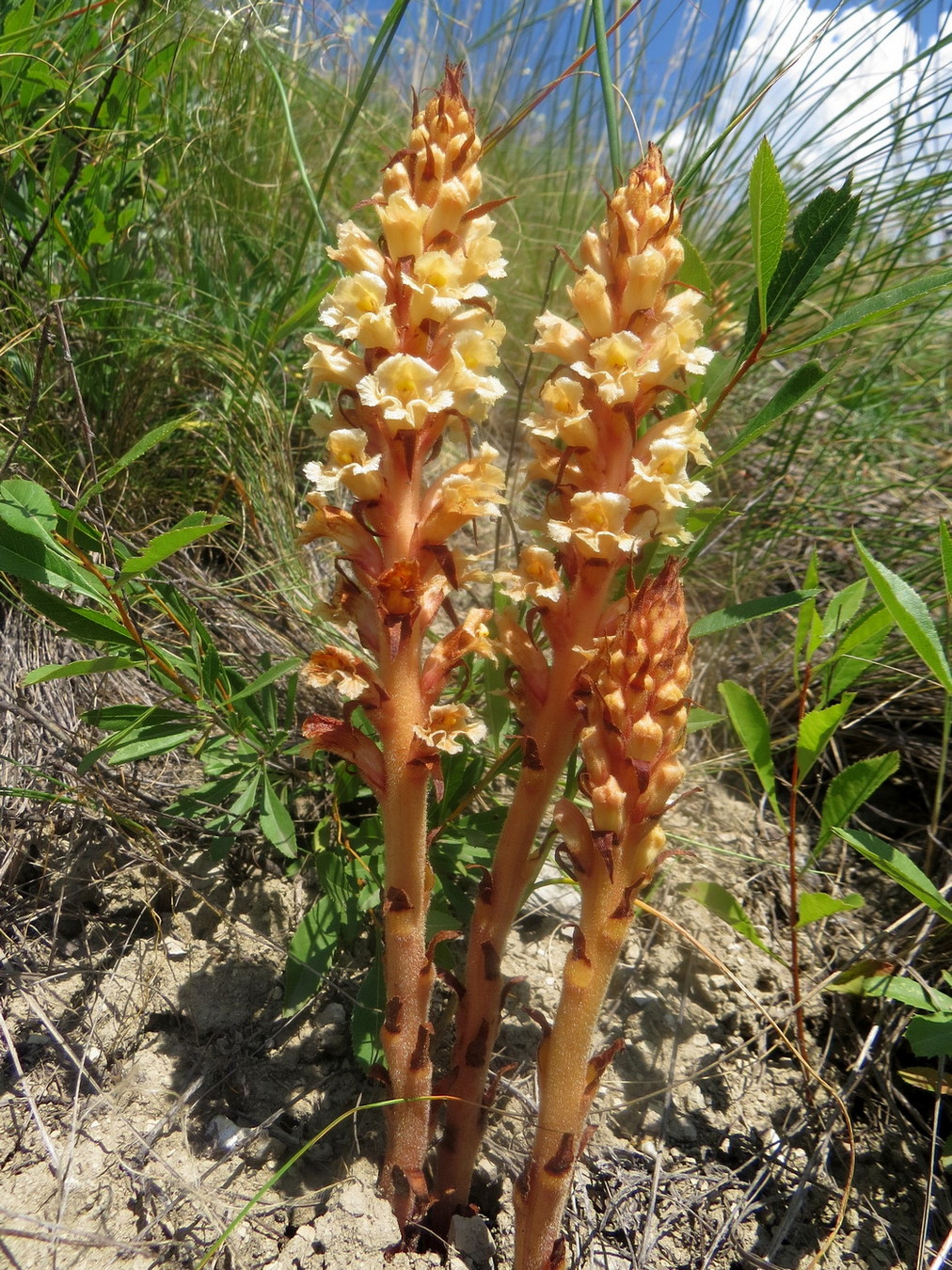 Image of Orobanche centaurina specimen.