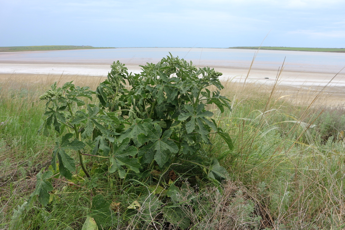 Изображение особи род Alcea.