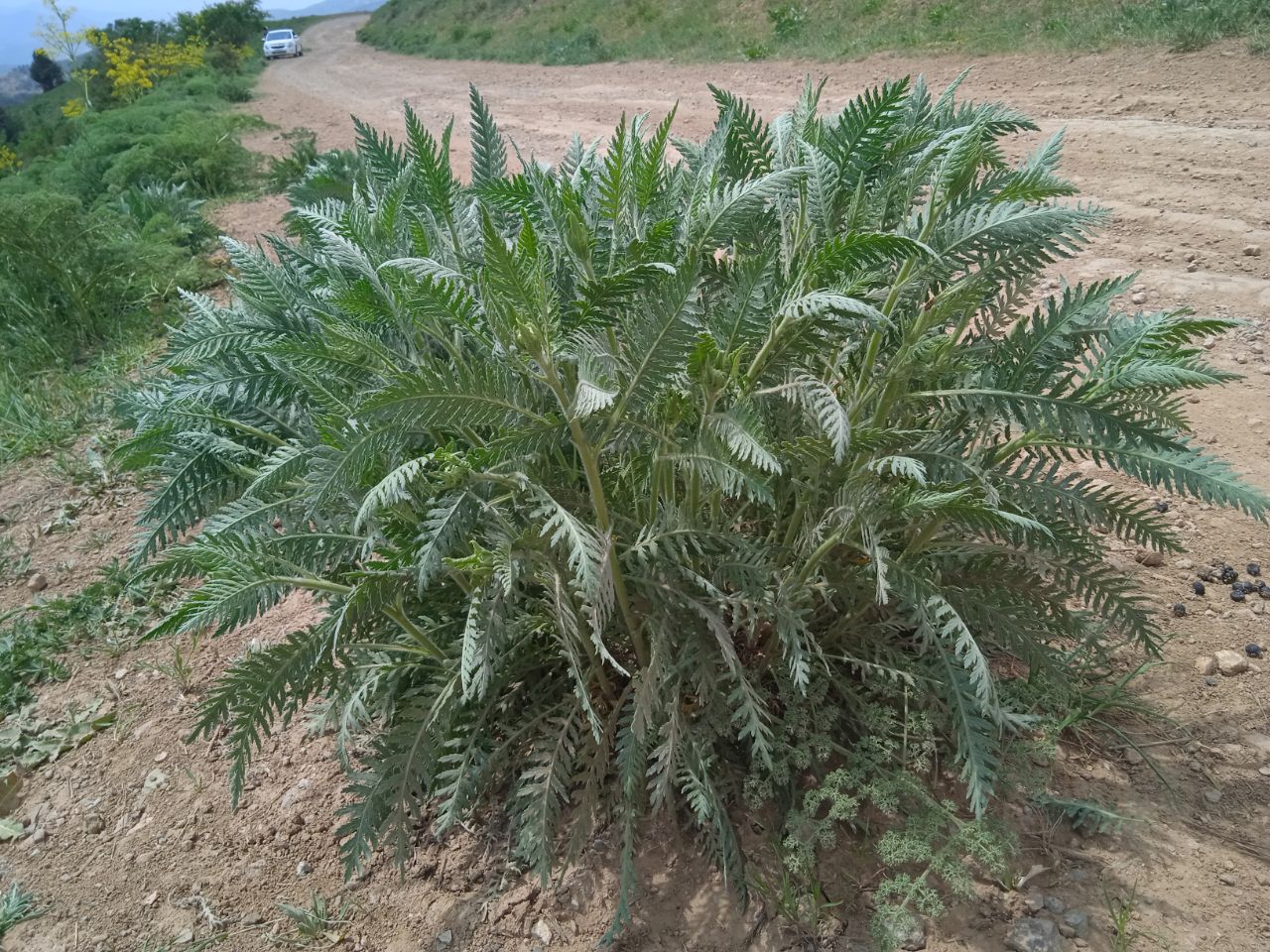 Image of Achillea filipendulina specimen.