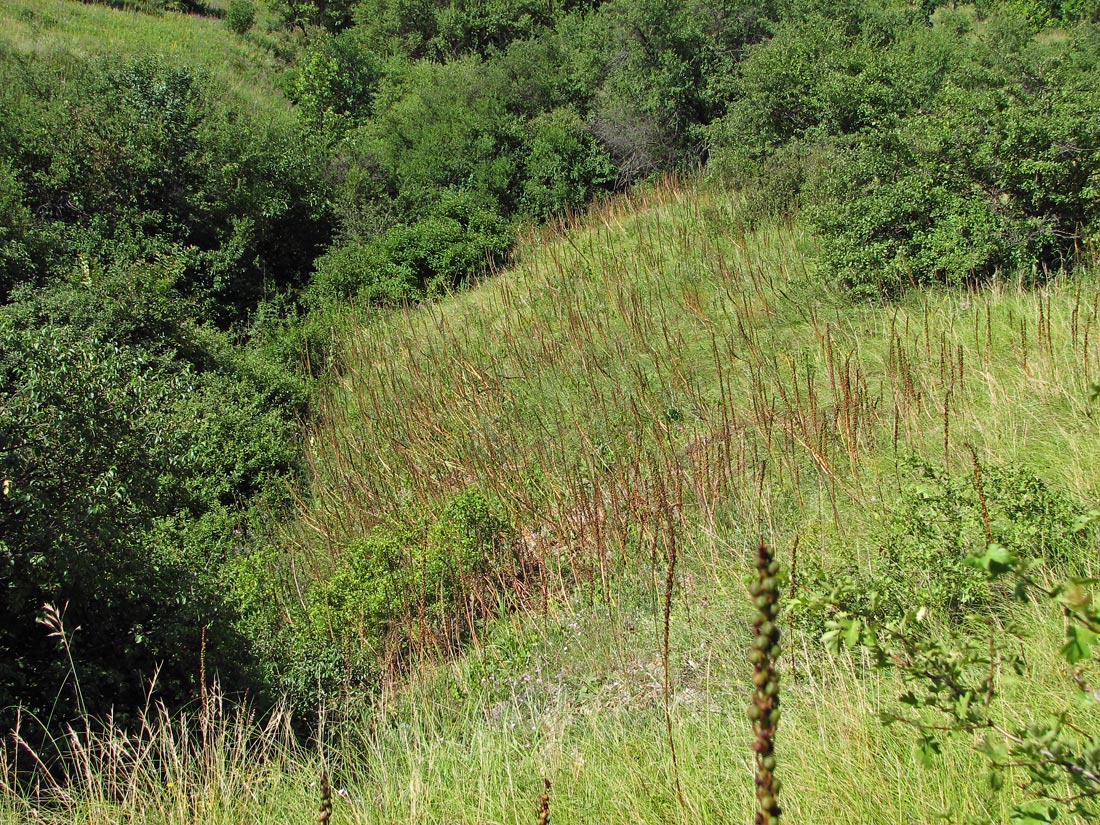 Image of Eremurus spectabilis specimen.