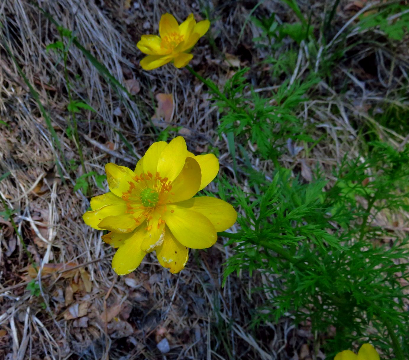 Image of Adonis apennina specimen.