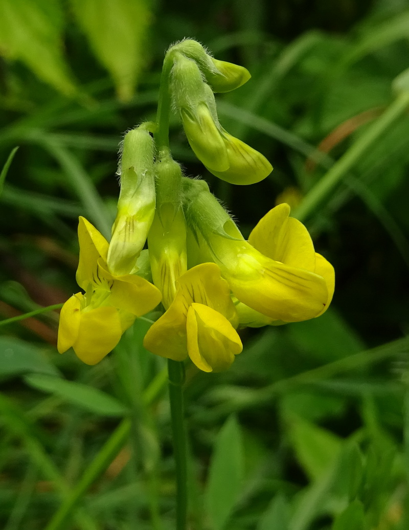 Изображение особи Lathyrus pratensis.