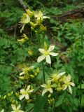 Hypericum hirsutum