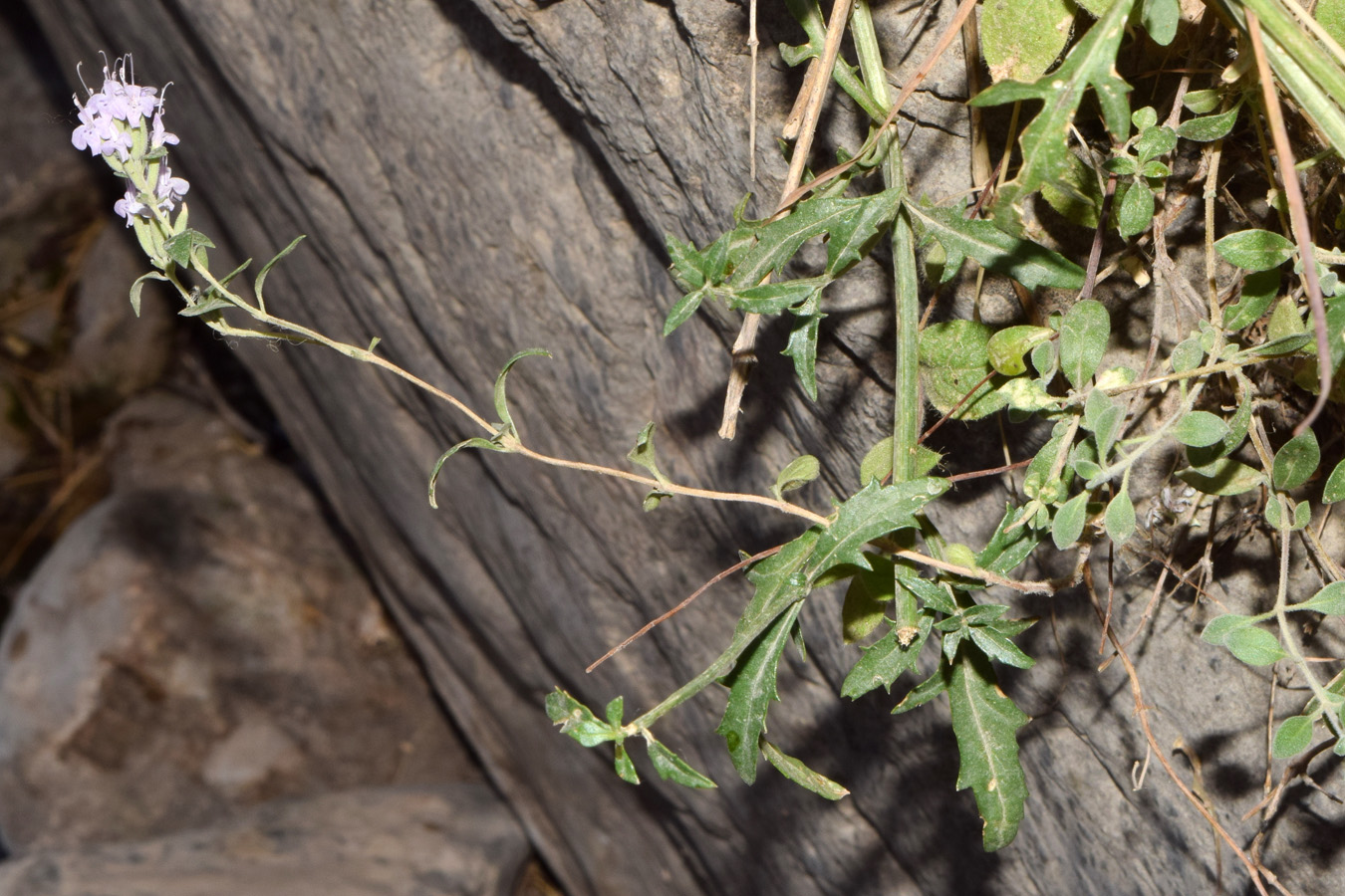 Image of Ziziphora clinopodioides specimen.