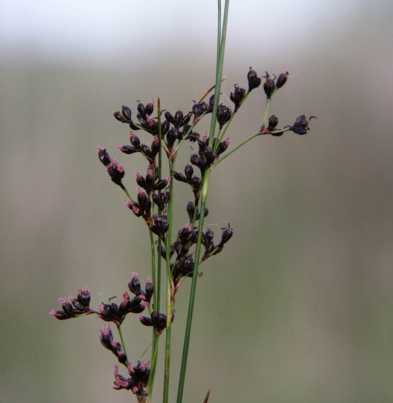 Image of Juncus gerardi specimen.