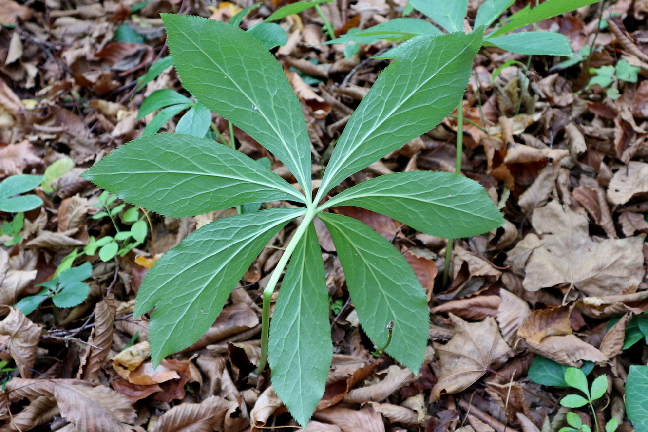 Image of Helleborus caucasicus specimen.