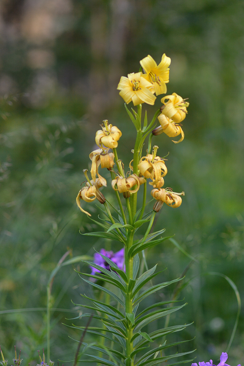 Image of Lilium kesselringianum specimen.