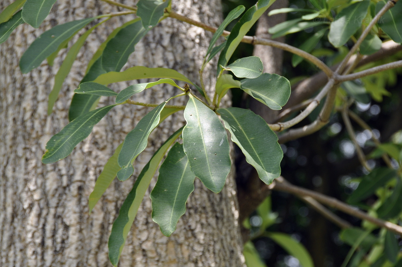 Image of Alstonia scholaris specimen.