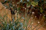 Catananche caerulea