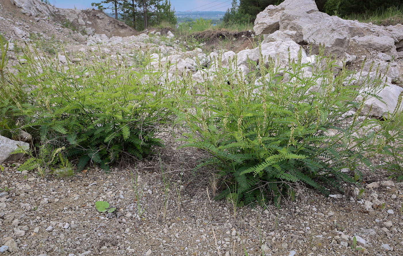 Image of Astragalus falcatus specimen.