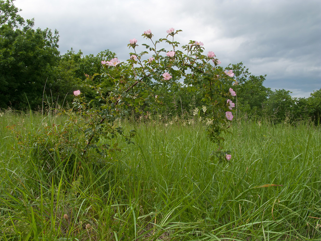 Image of genus Rosa specimen.