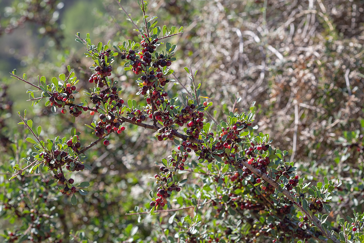 Image of Rhamnus lycioides specimen.