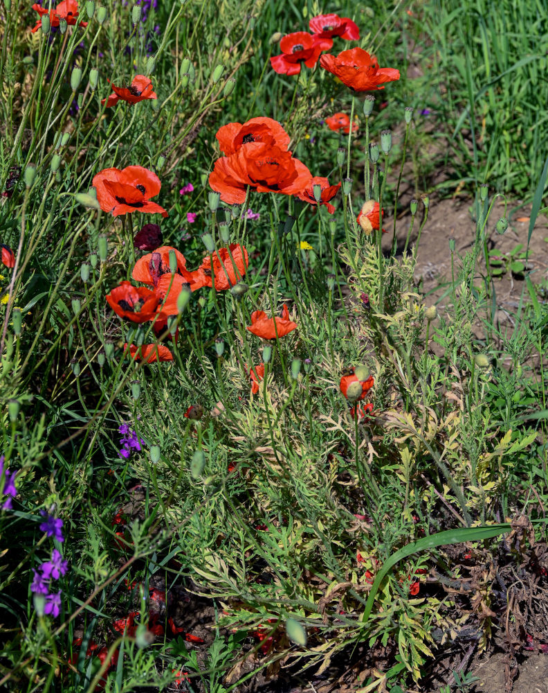 Image of genus Papaver specimen.