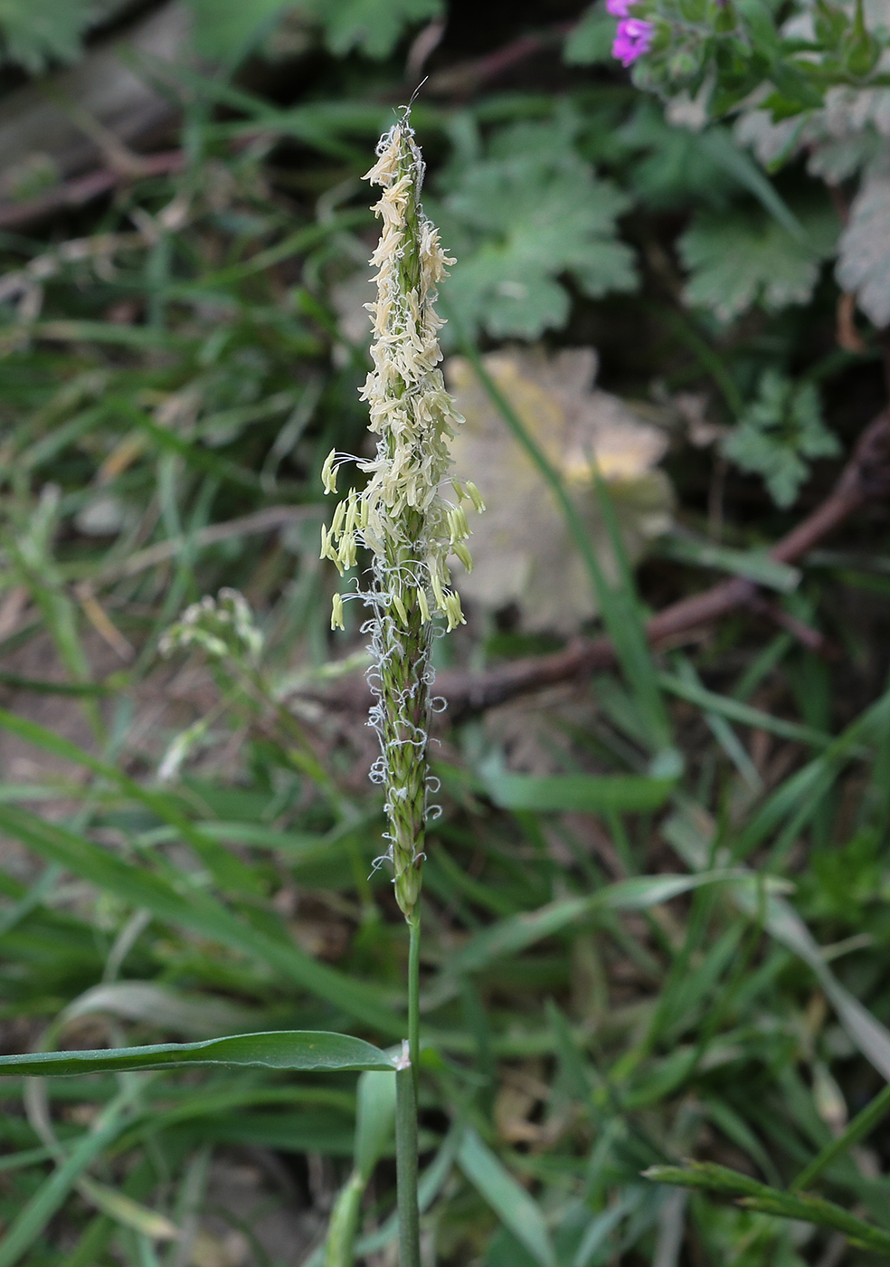 Image of genus Alopecurus specimen.