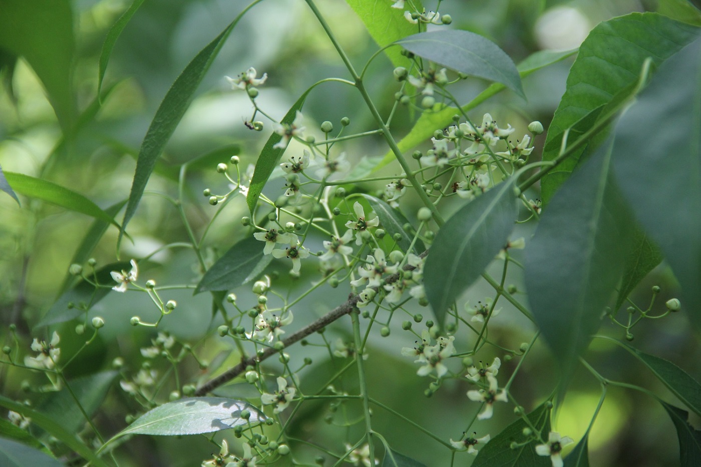 Изображение особи Euonymus europaeus.