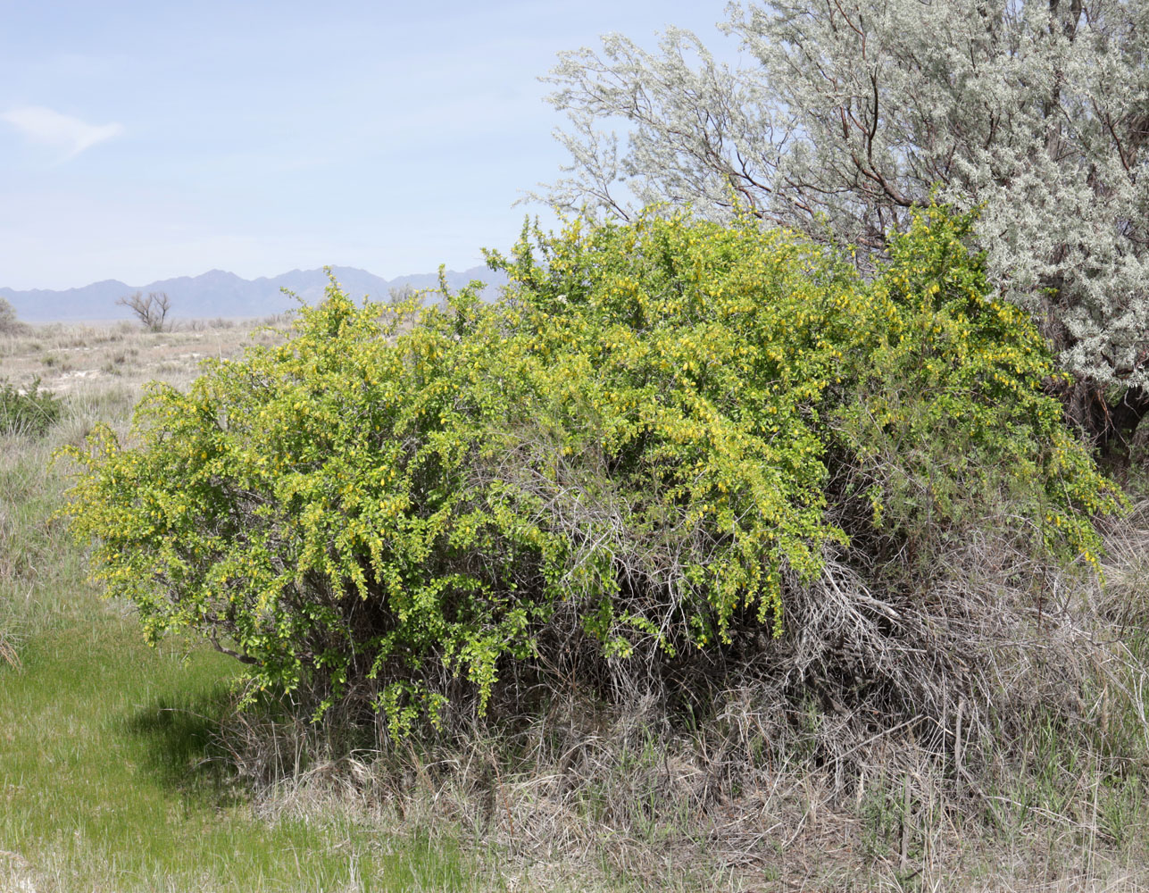 Image of Berberis iliensis specimen.