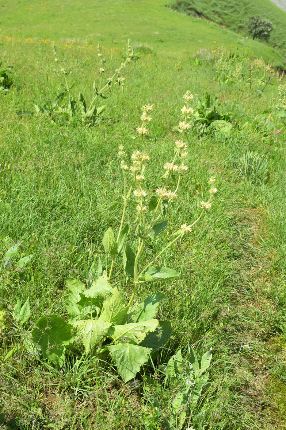 Image of Phlomoides arctiifolia specimen.