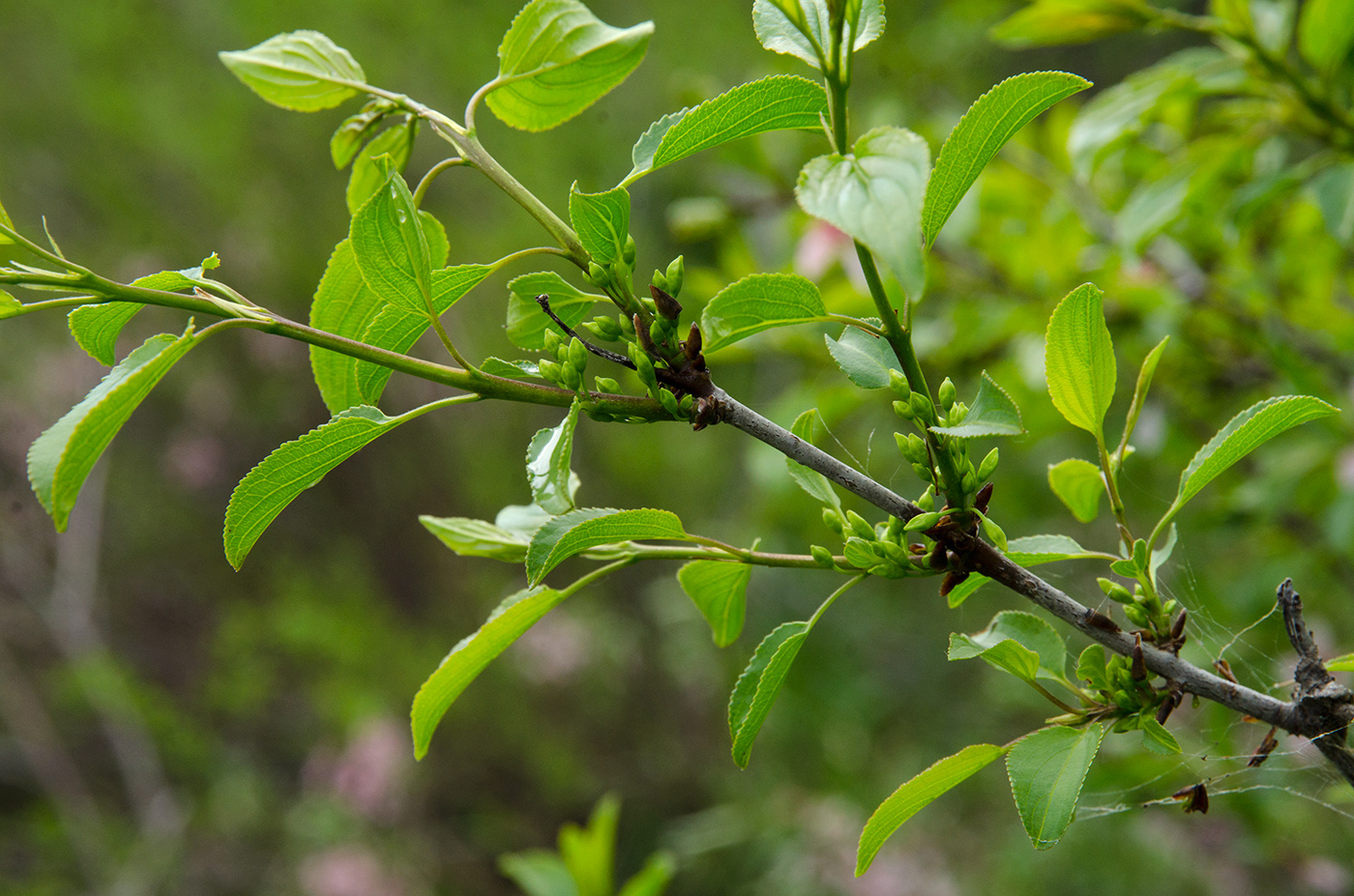 Image of Rhamnus cathartica specimen.