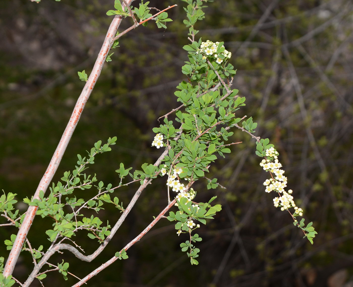 Изображение особи Spiraea lasiocarpa.