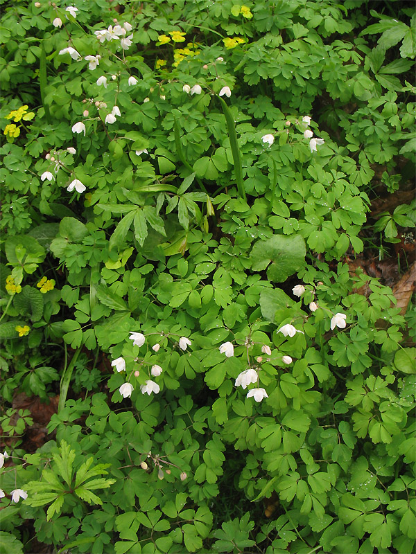 Изображение особи Isopyrum thalictroides.