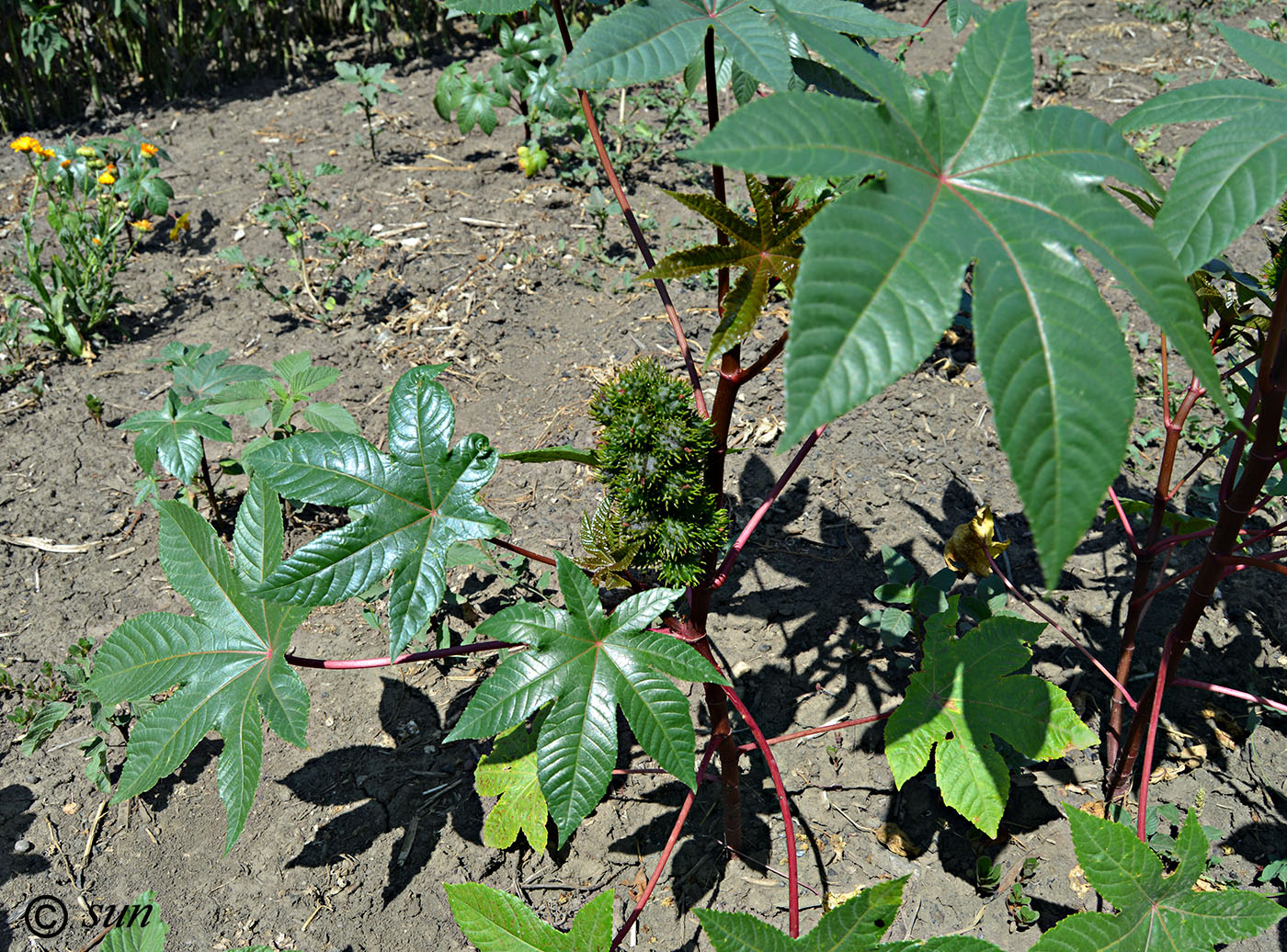 Изображение особи Ricinus communis.