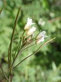 Arabis pendula. Соцветие с бутонами, цветками и завязями. Хабаровский край, окр. г. Комсомольск-на-Амуре, дол. руч. Тёплый ключ. 03.08.2024.