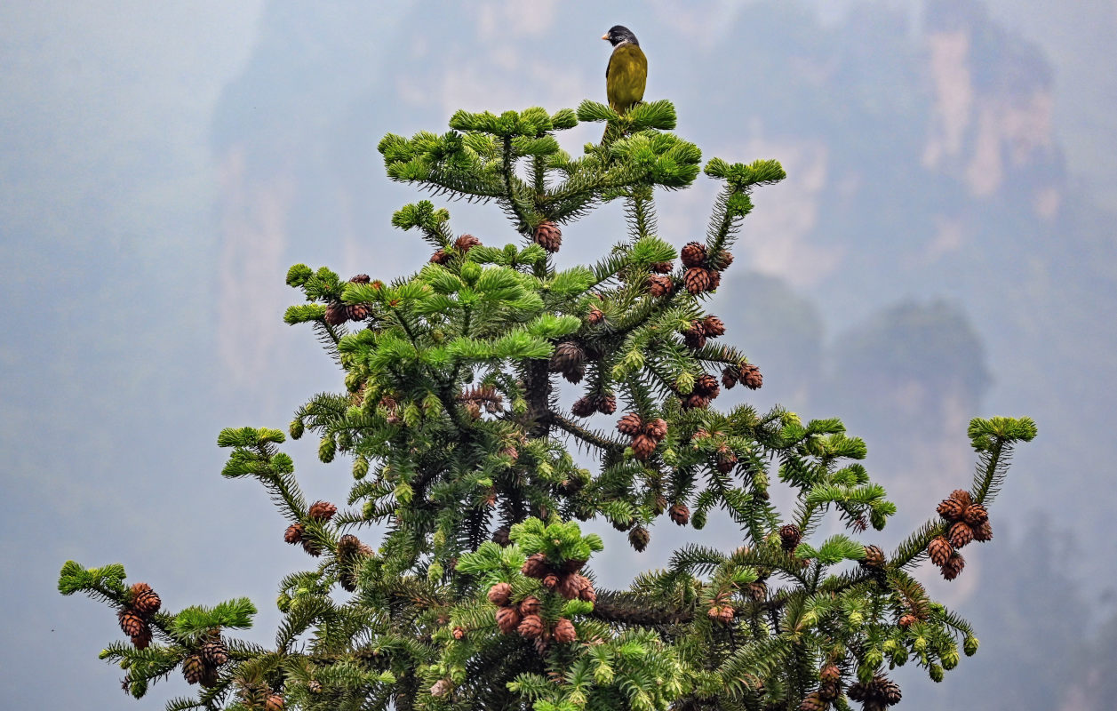 Изображение особи Cunninghamia lanceolata.