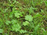 genus Alchemilla