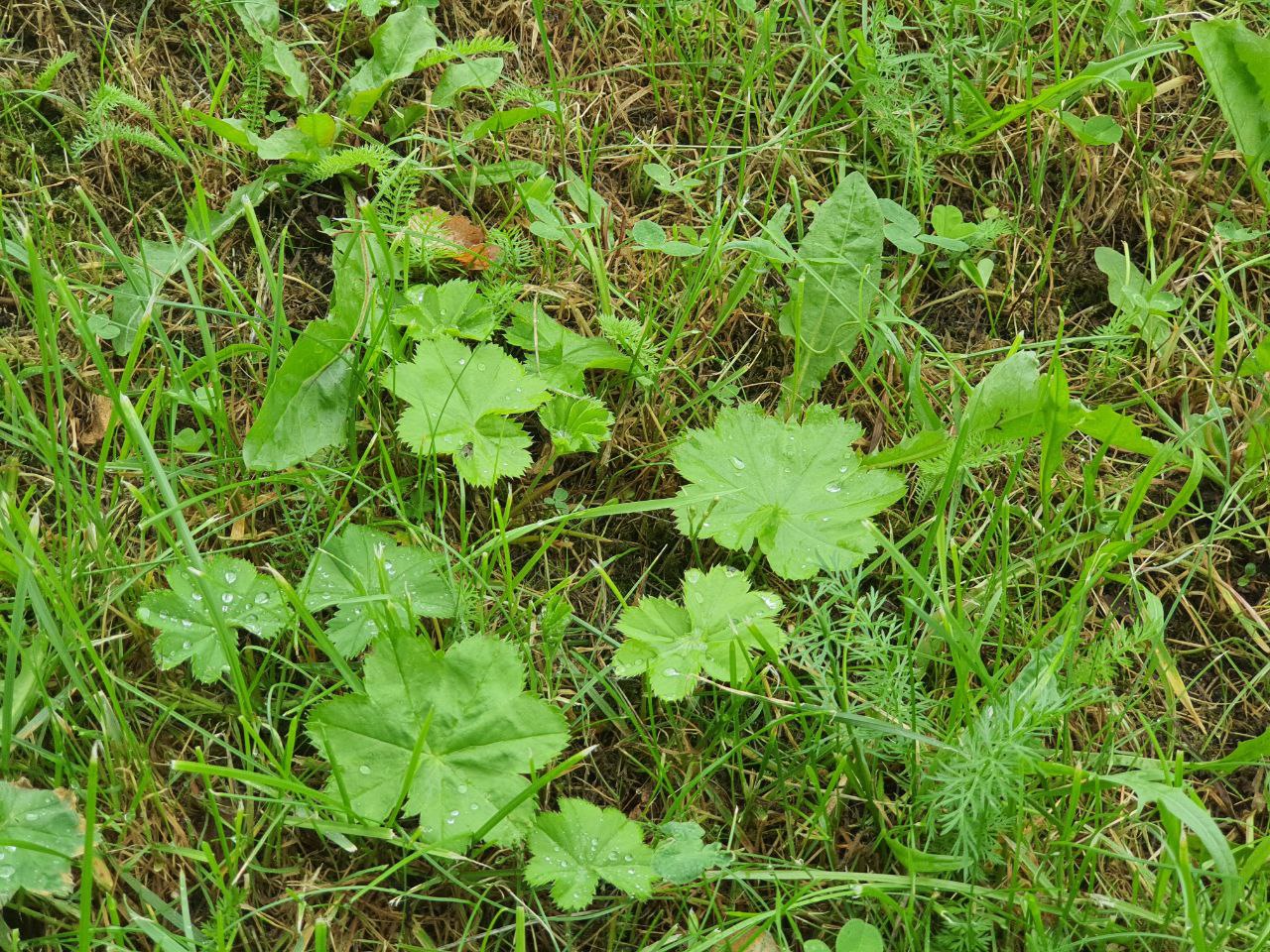 Изображение особи род Alchemilla.