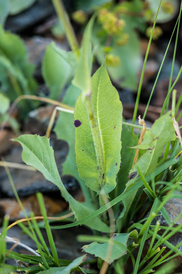 Image of Cicerbita racemosa specimen.