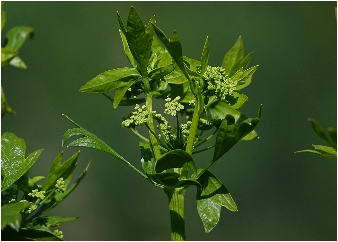 Image of Apium graveolens specimen.