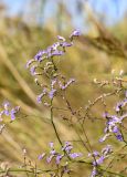 Limonium narbonense