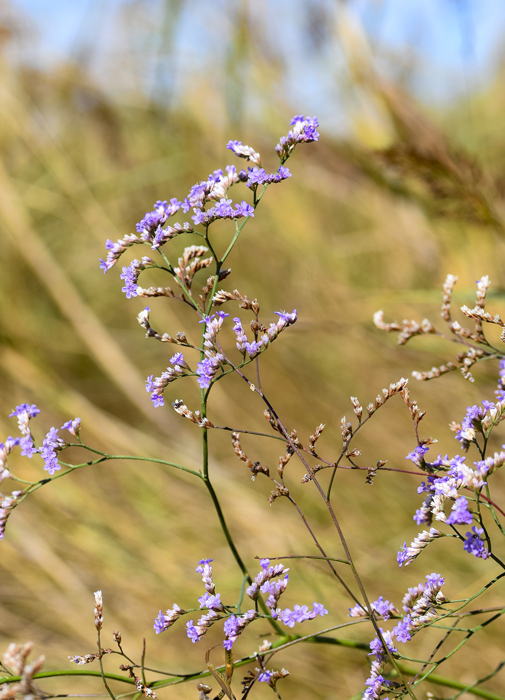 Изображение особи Limonium narbonense.