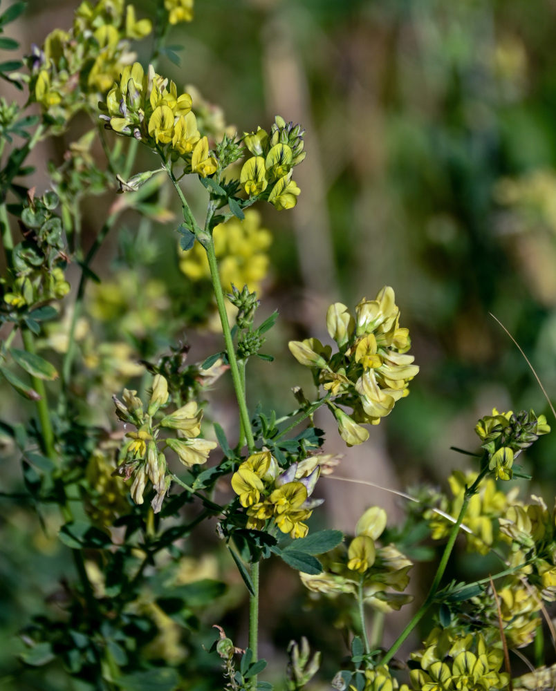 Image of Medicago &times; varia specimen.