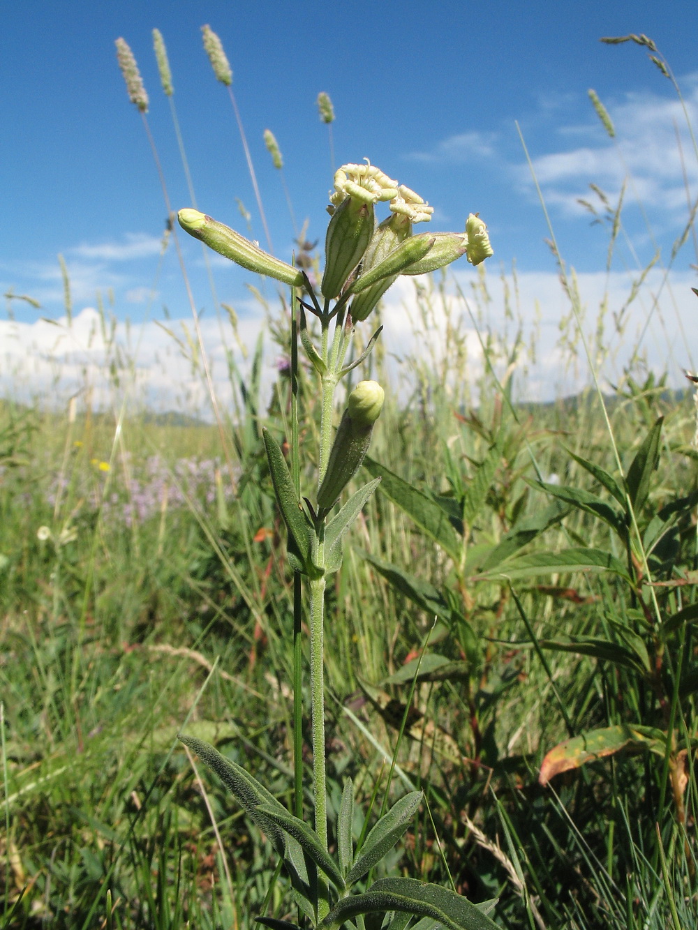 Изображение особи Silene amoena.