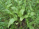 Rumex acetosa. Основание растения с повреждёнными листьями. Хабаровский край, окр. г. Комсомольск-на-Амуре, опушка смешанного леса с преобладанием Betula. 25.07.2024.