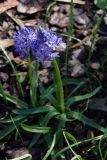 Hyacinthoides italica