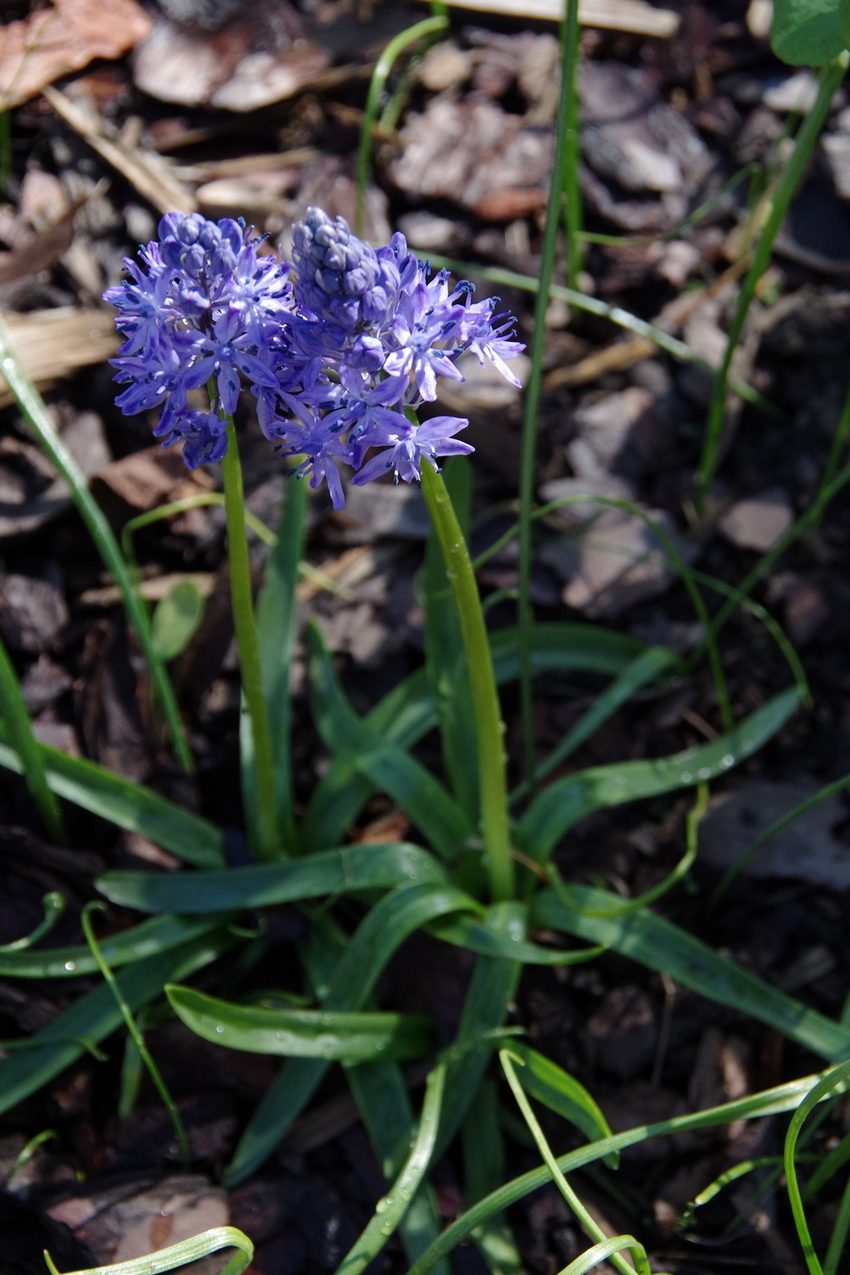 Изображение особи Hyacinthoides italica.