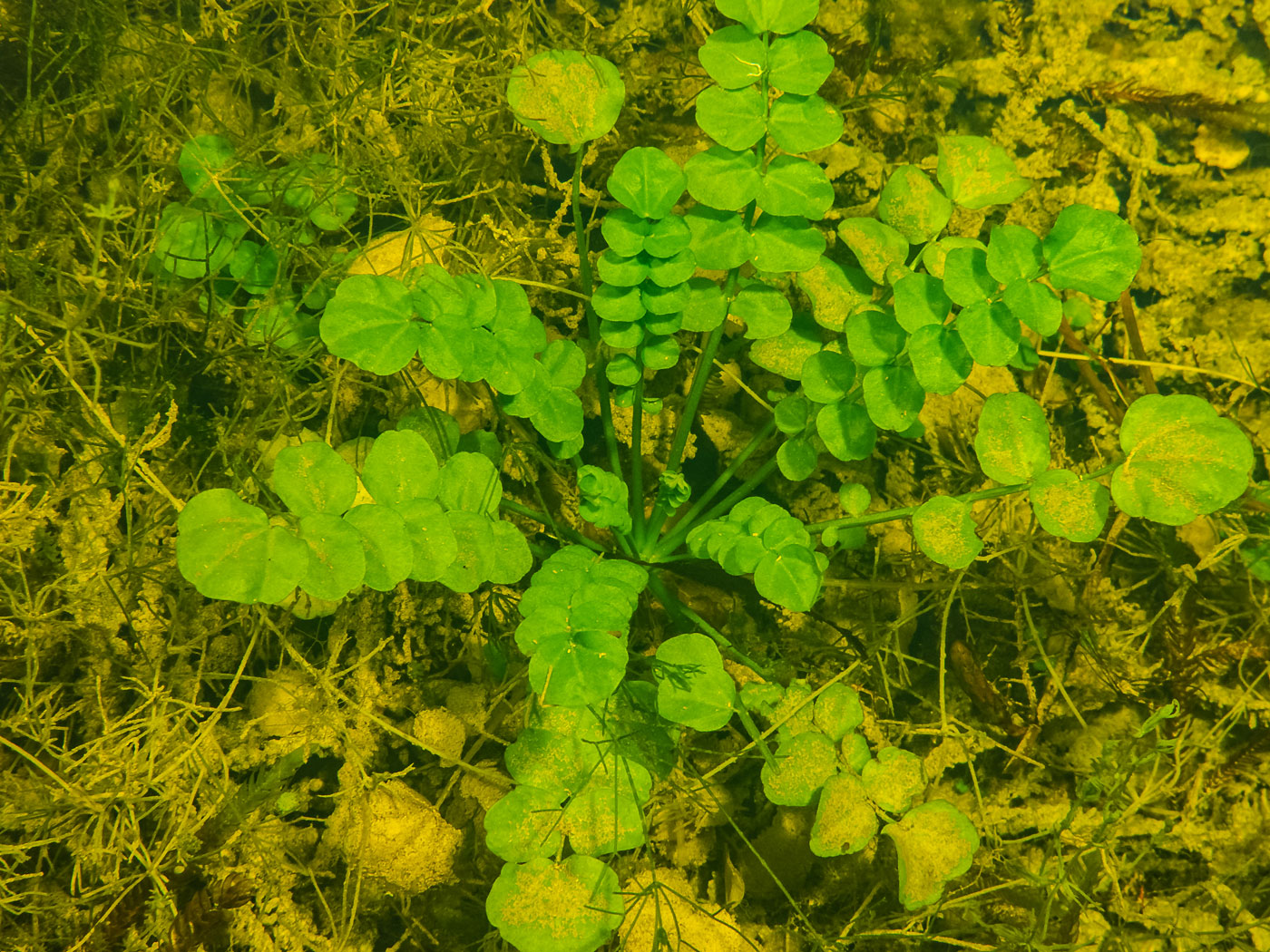 Image of genus Cardamine specimen.