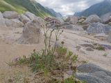 Erigeron acris subspecies botschantzevii. Цветущее растение. Кабардино-Балкария, Черекский р-н, долина реки Псыгансу, ≈ 2400 м н.у.м., донная морена. 30.07.2024.