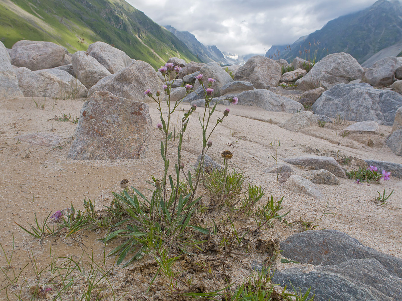 Изображение особи Erigeron acris ssp. botschantzevii.