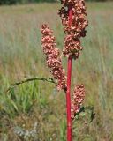 Rumex crispus. Средняя часть плодоносящего растения. Ульяновская обл., Мелекесский р-н, долина р. Бирля, луг с участками засоления. 12.08.2023.