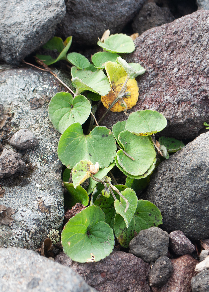 Image of Viola avatschensis specimen.